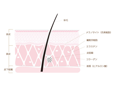 コラーゲンって何?